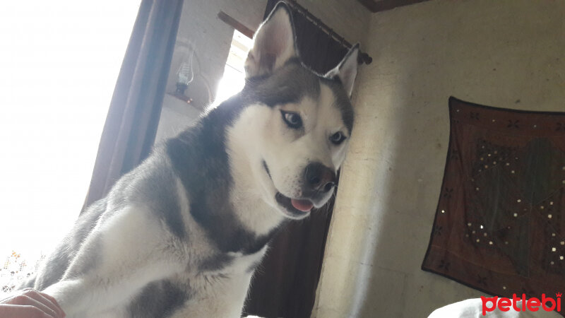 Sibirya Kurdu (Husky), Köpek  FOX fotoğrafı