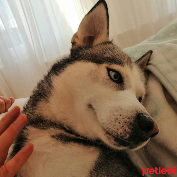 Sibirya Kurdu (Husky), Köpek  FOX fotoğrafı