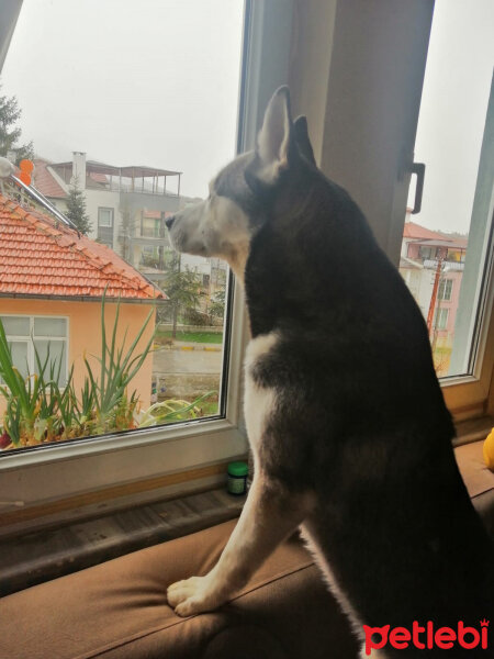 Sibirya Kurdu (Husky), Köpek  FOX fotoğrafı