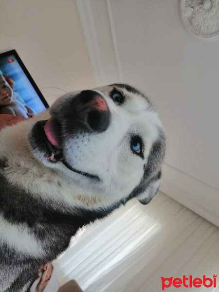 Sibirya Kurdu (Husky), Köpek  FOX fotoğrafı