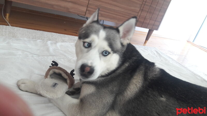 Sibirya Kurdu (Husky), Köpek  FOX fotoğrafı