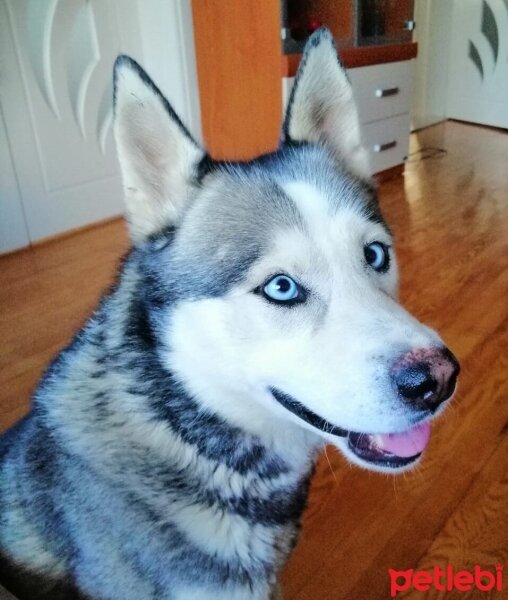 Sibirya Kurdu (Husky), Köpek  FOX fotoğrafı