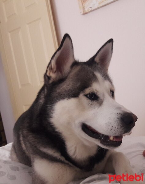 Sibirya Kurdu (Husky), Köpek  FOX fotoğrafı