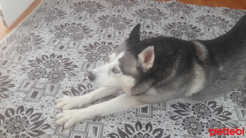 Sibirya Kurdu (Husky), Köpek  FOX fotoğrafı