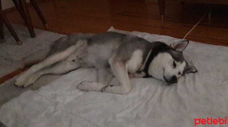 Sibirya Kurdu (Husky), Köpek  FOX fotoğrafı