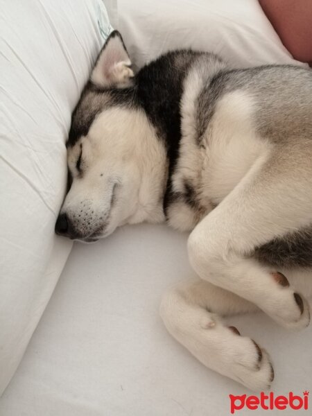 Sibirya Kurdu (Husky), Köpek  FOX fotoğrafı