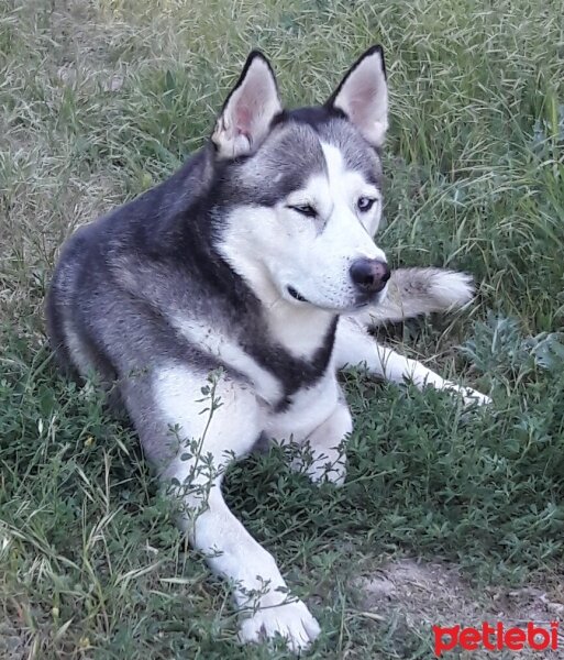 Sibirya Kurdu (Husky), Köpek  FOX fotoğrafı