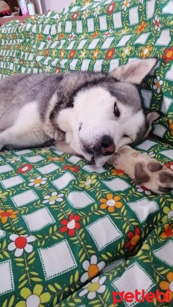 Sibirya Kurdu (Husky), Köpek  FOX fotoğrafı