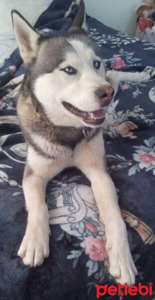 Sibirya Kurdu (Husky), Köpek  FOX fotoğrafı