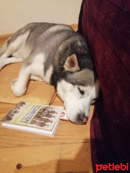 Sibirya Kurdu (Husky), Köpek  FOX fotoğrafı