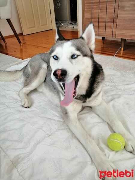 Sibirya Kurdu (Husky), Köpek  FOX fotoğrafı