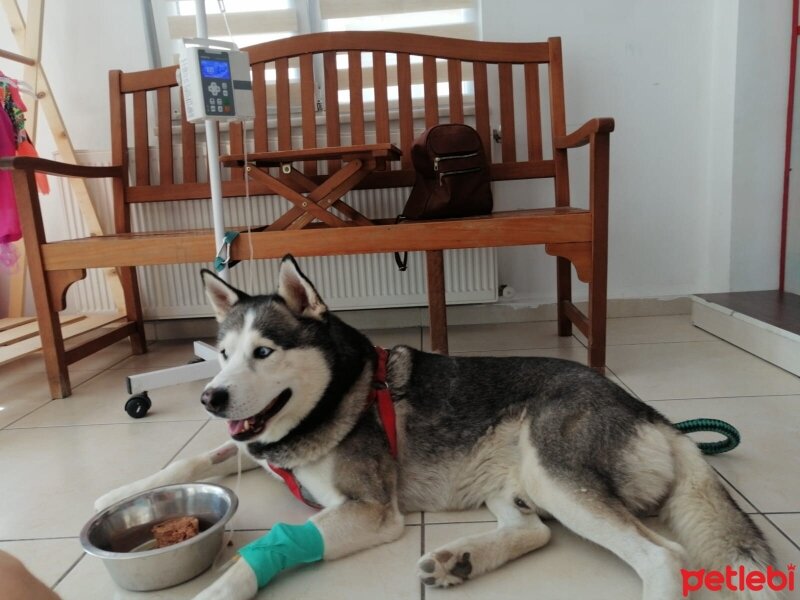 Sibirya Kurdu (Husky), Köpek  FOX fotoğrafı