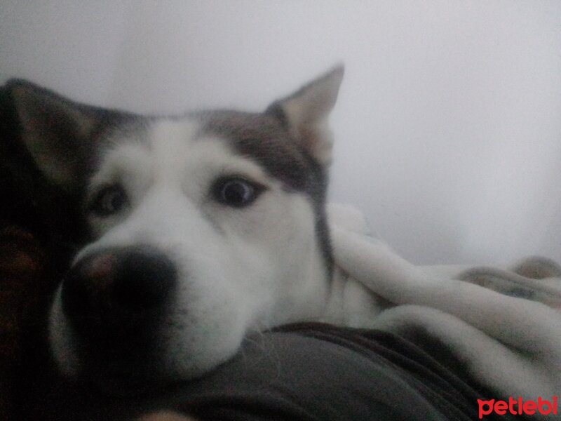 Sibirya Kurdu (Husky), Köpek  FOX fotoğrafı