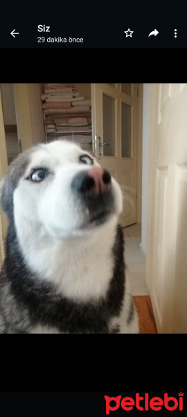 Sibirya Kurdu (Husky), Köpek  FOX fotoğrafı