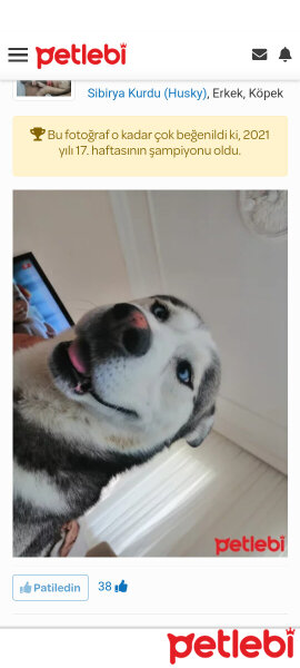 Sibirya Kurdu (Husky), Köpek  FOX fotoğrafı