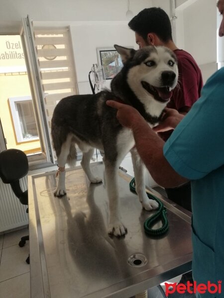 Sibirya Kurdu (Husky), Köpek  FOX fotoğrafı