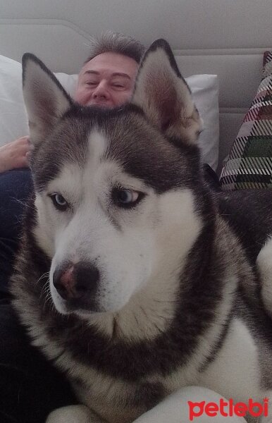 Sibirya Kurdu (Husky), Köpek  FOX fotoğrafı