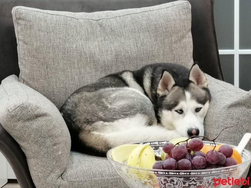 Sibirya Kurdu (Husky), Köpek  FOX fotoğrafı