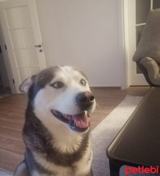 Sibirya Kurdu (Husky), Köpek  FOX fotoğrafı