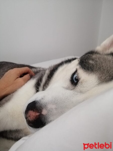 Sibirya Kurdu (Husky), Köpek  FOX fotoğrafı