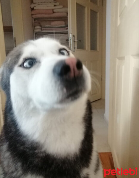 Sibirya Kurdu (Husky), Köpek  FOX fotoğrafı