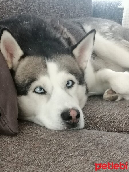 Sibirya Kurdu (Husky), Köpek  FOX fotoğrafı