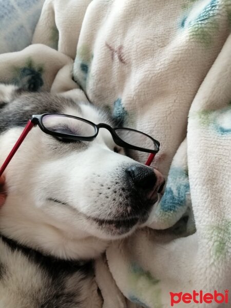 Sibirya Kurdu (Husky), Köpek  FOX fotoğrafı