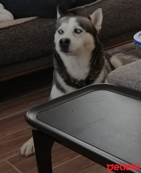 Sibirya Kurdu (Husky), Köpek  FOX fotoğrafı