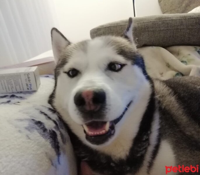 Sibirya Kurdu (Husky), Köpek  FOX fotoğrafı