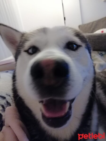 Sibirya Kurdu (Husky), Köpek  FOX fotoğrafı