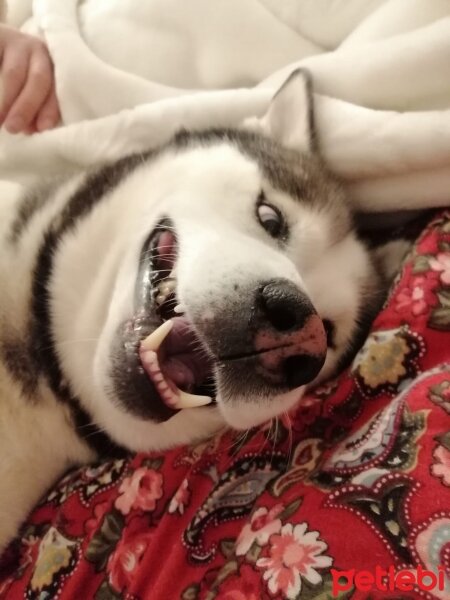 Sibirya Kurdu (Husky), Köpek  FOX fotoğrafı