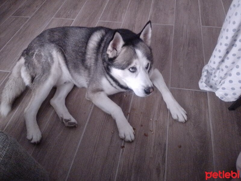 Sibirya Kurdu (Husky), Köpek  FOX fotoğrafı