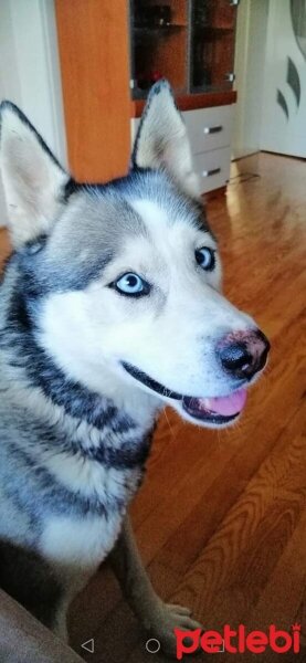 Sibirya Kurdu (Husky), Köpek  FOX fotoğrafı