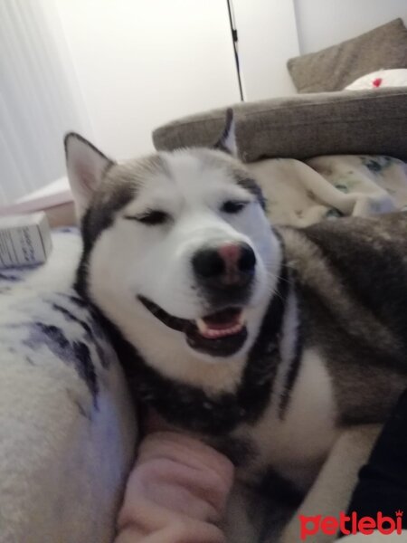 Sibirya Kurdu (Husky), Köpek  FOX fotoğrafı