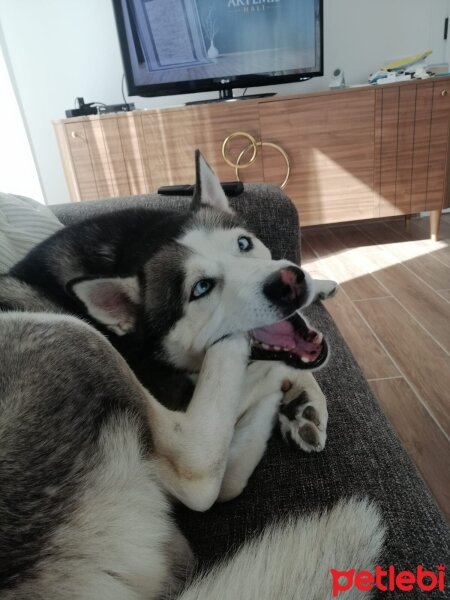 Sibirya Kurdu (Husky), Köpek  FOX fotoğrafı