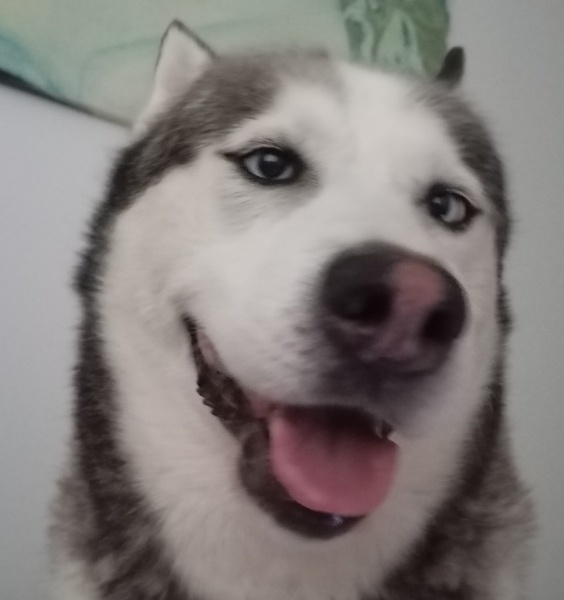 Sibirya Kurdu (Husky), Köpek  FOX fotoğrafı
