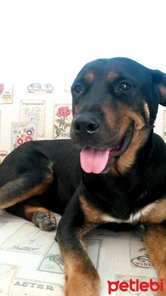 Rottweiler, Köpek  Spil fotoğrafı