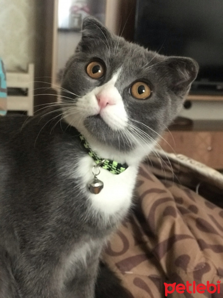 Scottish Fold, Kedi  Efe fotoğrafı