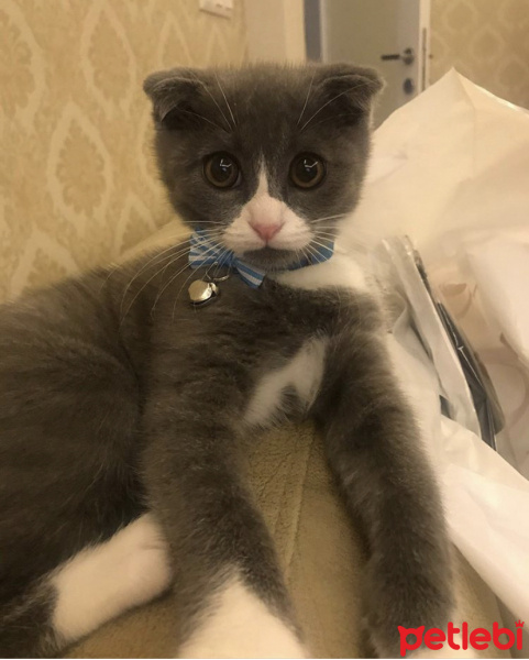 Scottish Fold, Kedi  Efe fotoğrafı