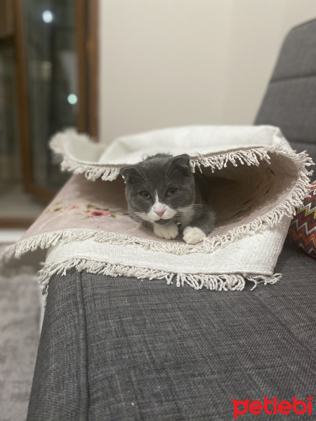 Scottish Fold, Kedi  Efe fotoğrafı