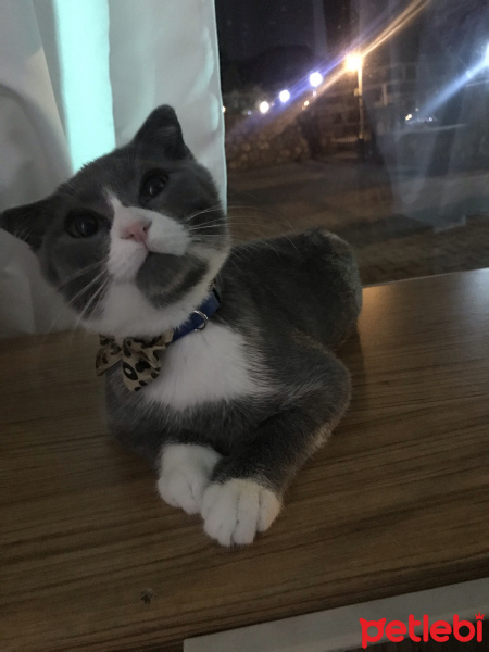 Scottish Fold, Kedi  Efe fotoğrafı