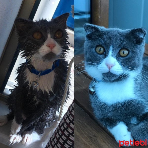 Scottish Fold, Kedi  Efe fotoğrafı