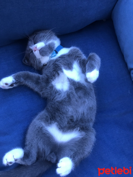 Scottish Fold, Kedi  Efe fotoğrafı