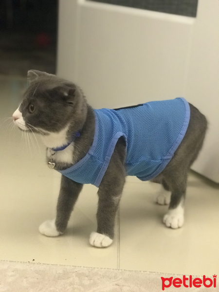 Scottish Fold, Kedi  Efe fotoğrafı