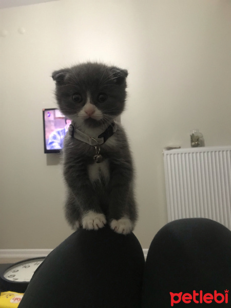 Scottish Fold, Kedi  Efe fotoğrafı