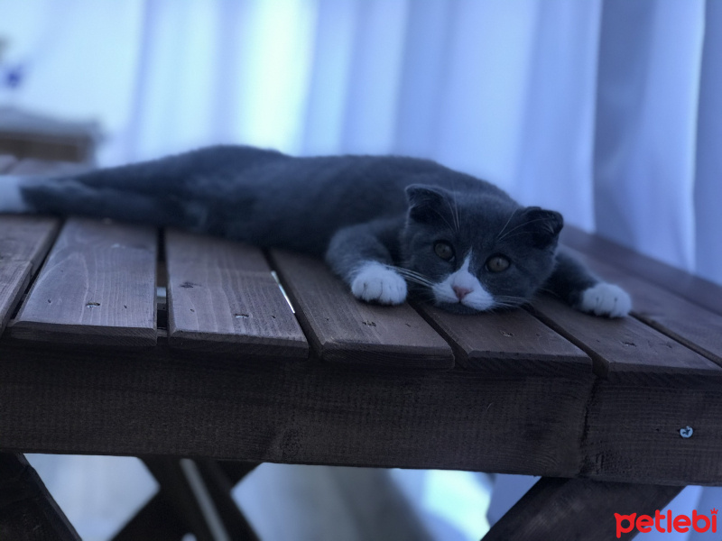 Scottish Fold, Kedi  Efe fotoğrafı