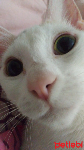 Ankara Kedisi, Kedi  Köpük fotoğrafı