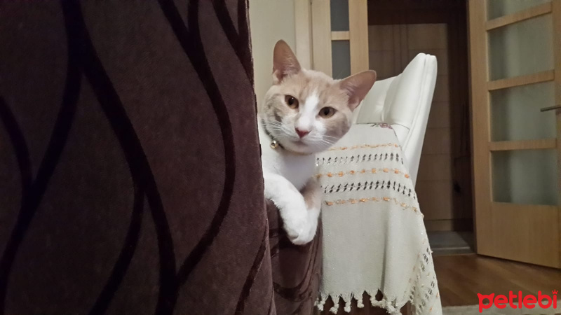 Tekir Kedi, Kedi  Tarçın fotoğrafı