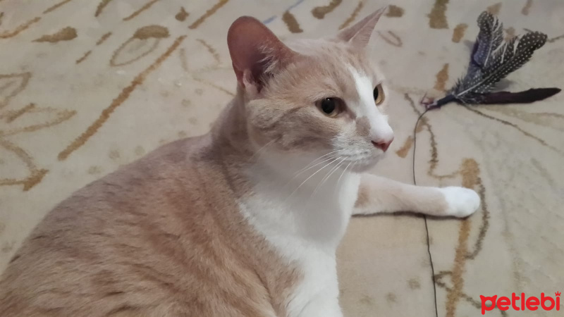 Tekir Kedi, Kedi  Tarçın fotoğrafı