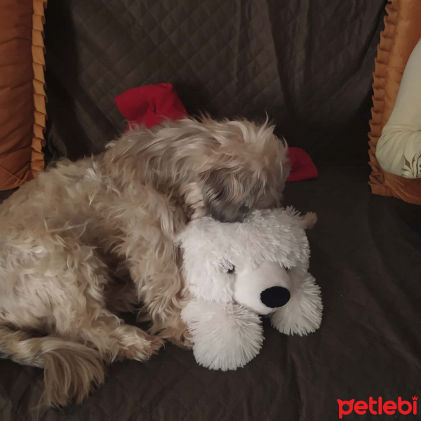 Shih Tzu, Köpek  Paşa fotoğrafı